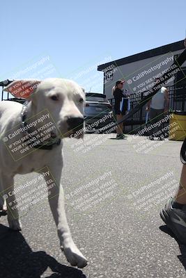 media/Apr-26-2025-BRL Bagger Racing League (Sat) [[9e270f465f]]/6-Liquid and Air Cooled Twins Race/